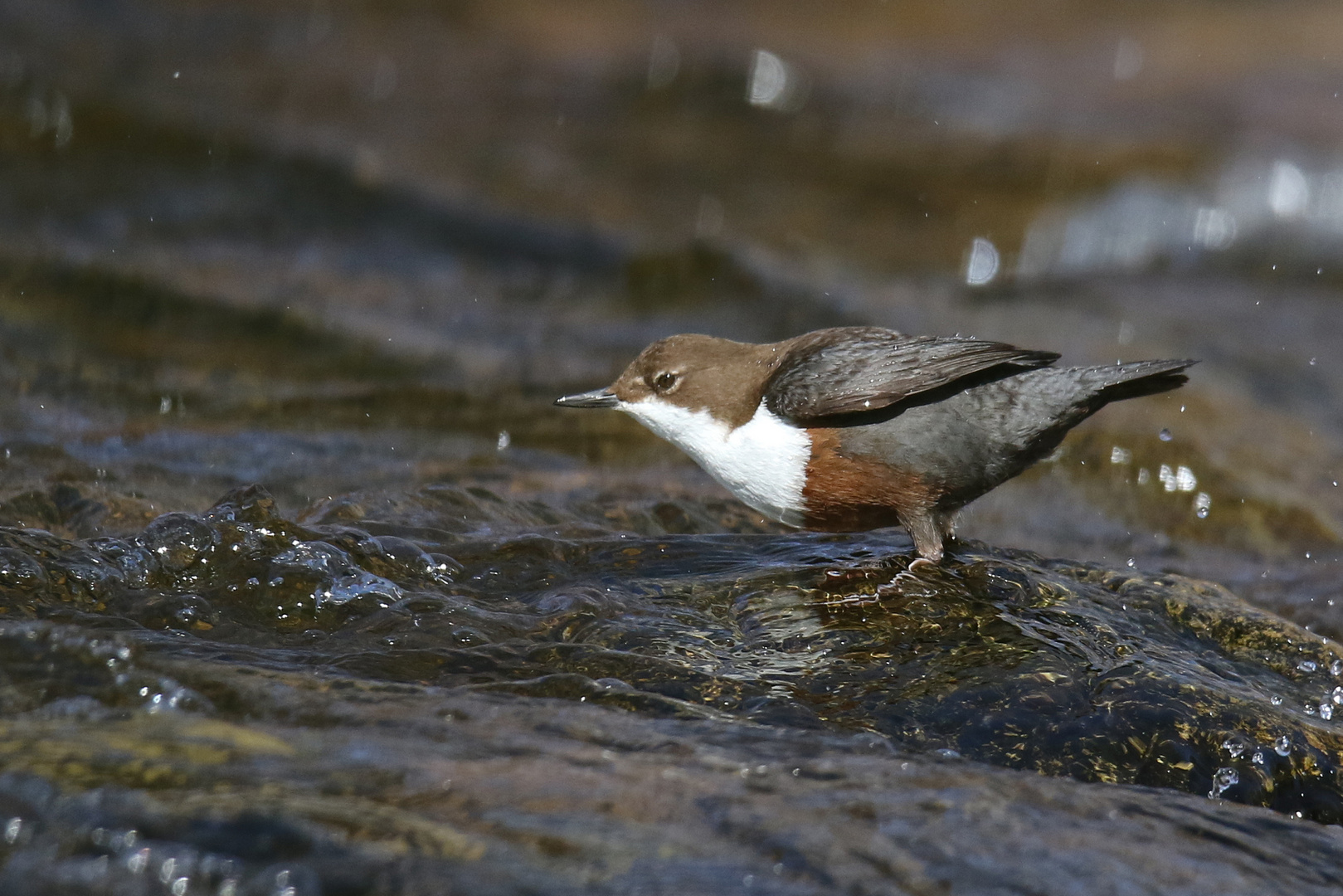 Wasseramsel in der Murg