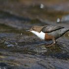 Wasseramsel in der Murg