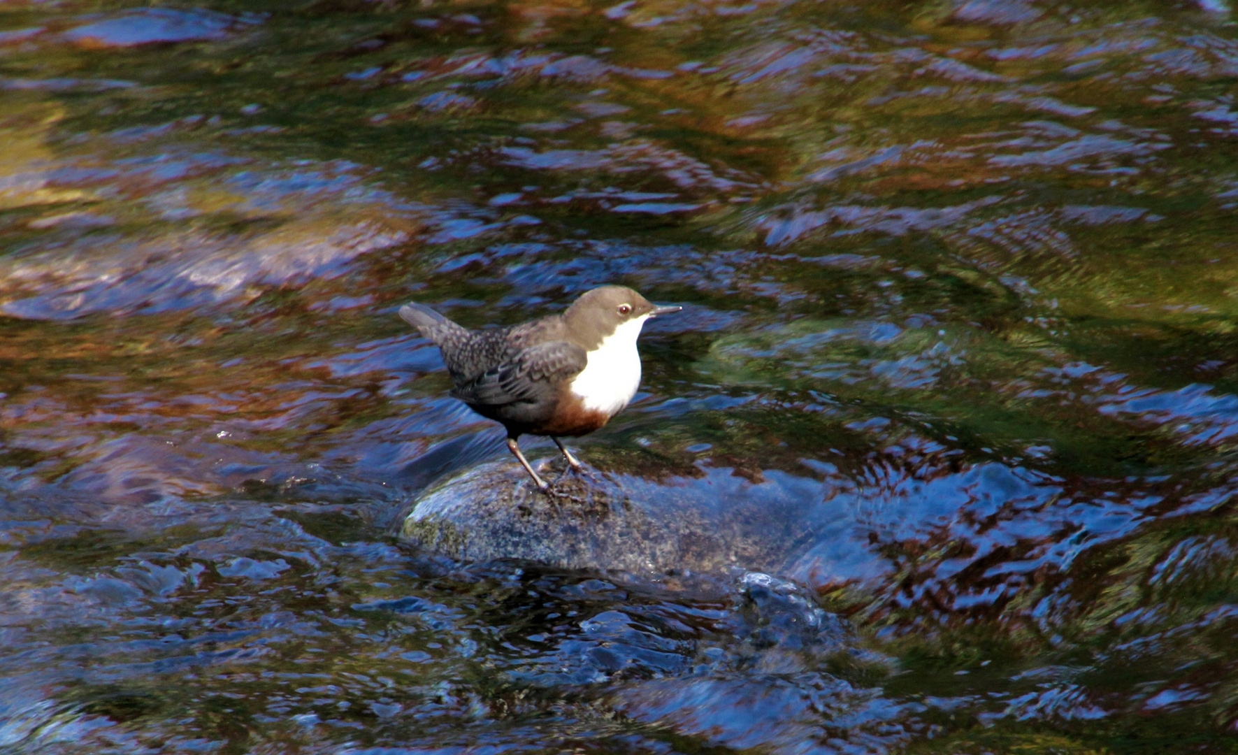 Wasseramsel in der Oos bei B.Baden