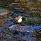 Wasseramsel in der Oos bei B.Baden