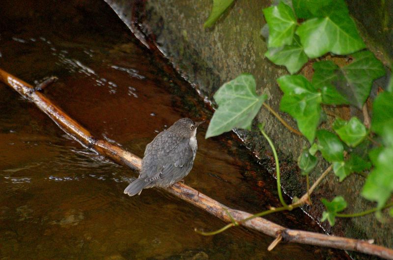 Wasseramsel in der Stadt