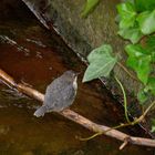 Wasseramsel in der Stadt