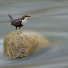 Wasseramsel in der Strömung