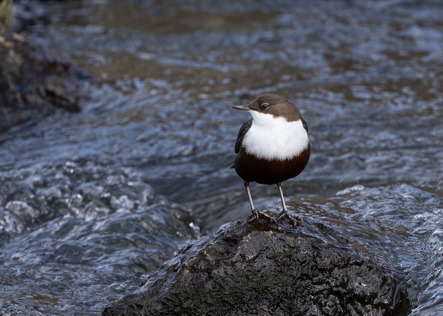 Wasseramsel in der tosenden Riss