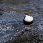 Wasseramsel in der tosenden Riss