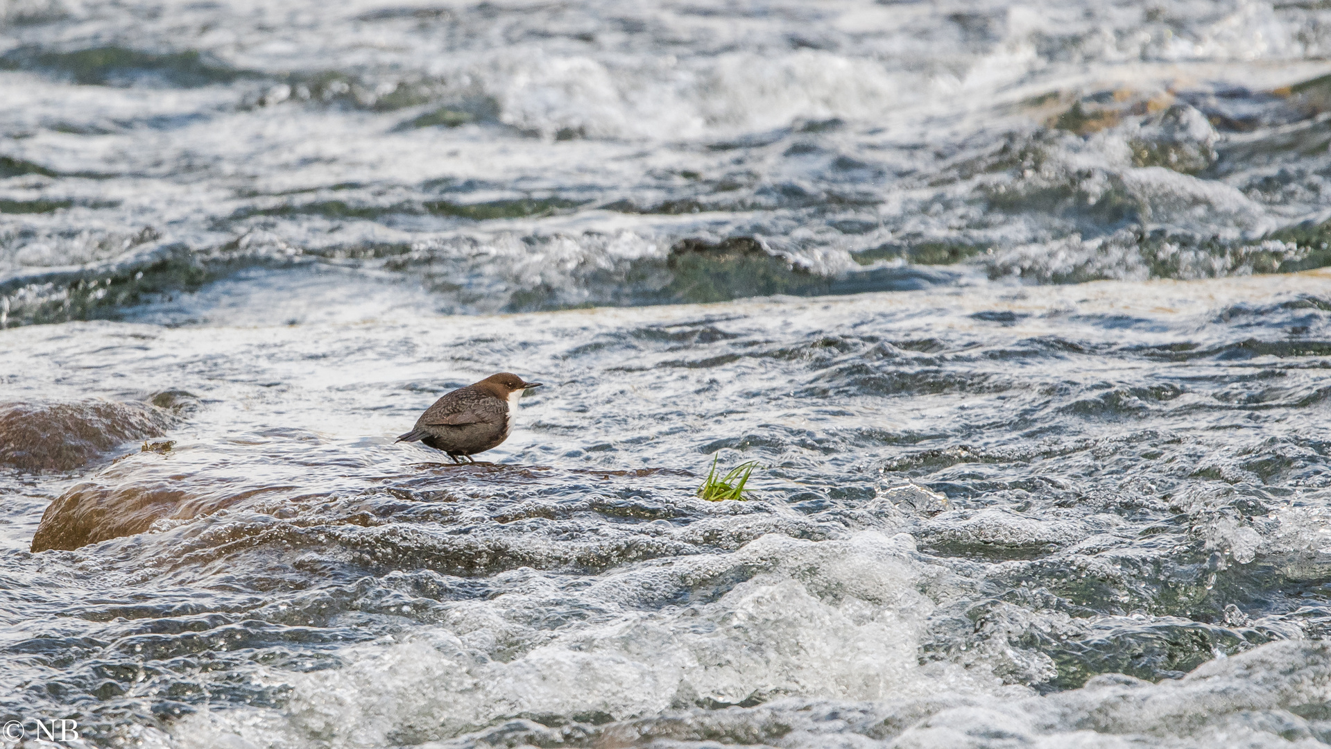 "Wasseramsel in ihrem Element 2023"