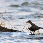 Wasseramsel in ihrem Element