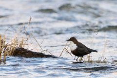 Wasseramsel in ihrem Element