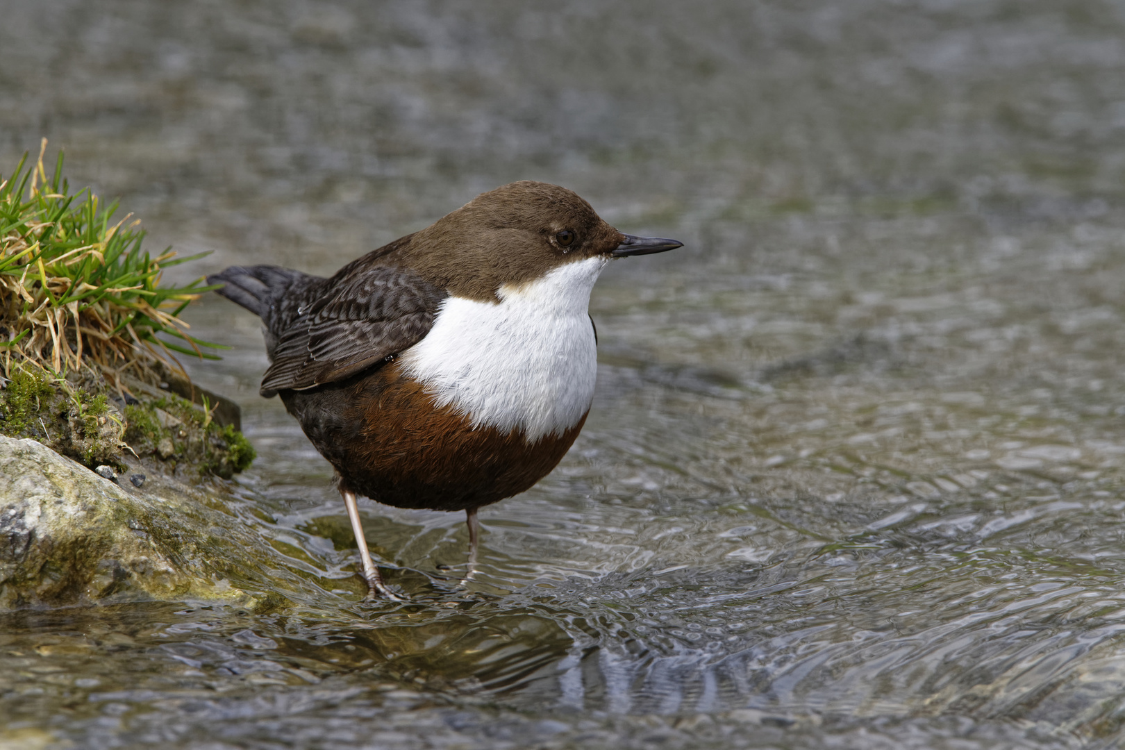 Wasseramsel in ihrem Element