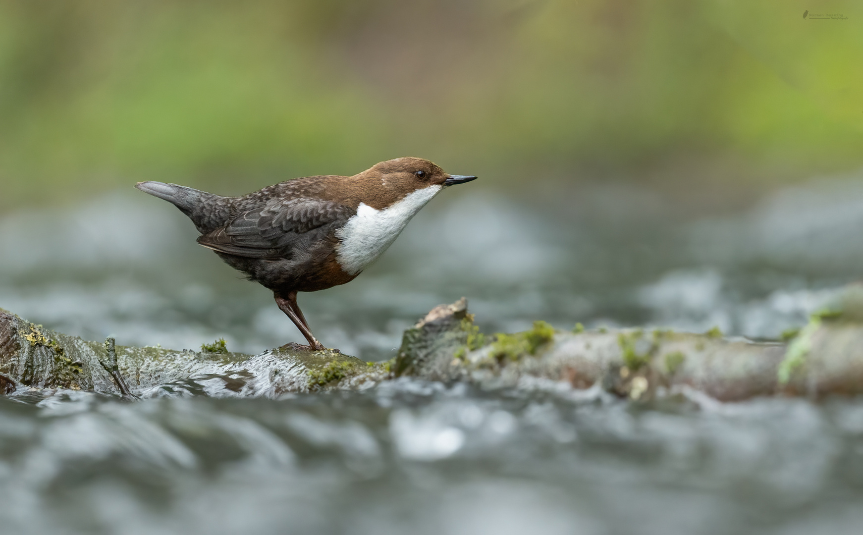 Wasseramsel in ihrem Element