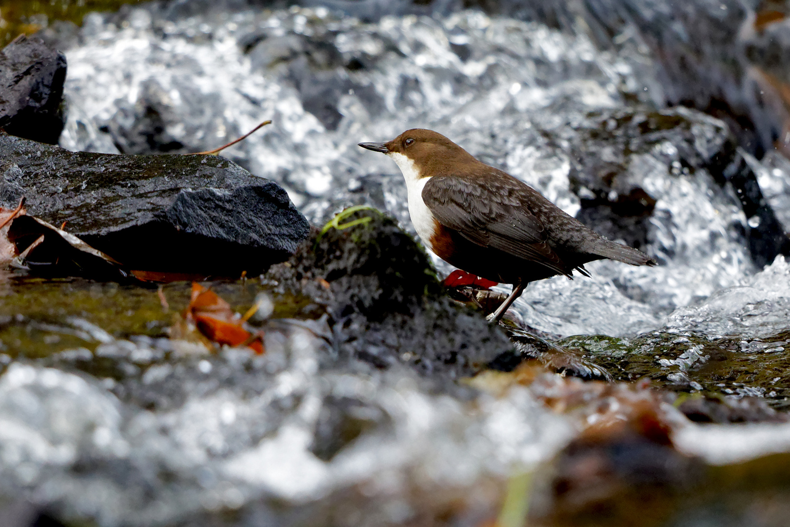 Wasseramsel in ihrem Element 9937