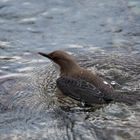 Wasseramsel in ihrem Element