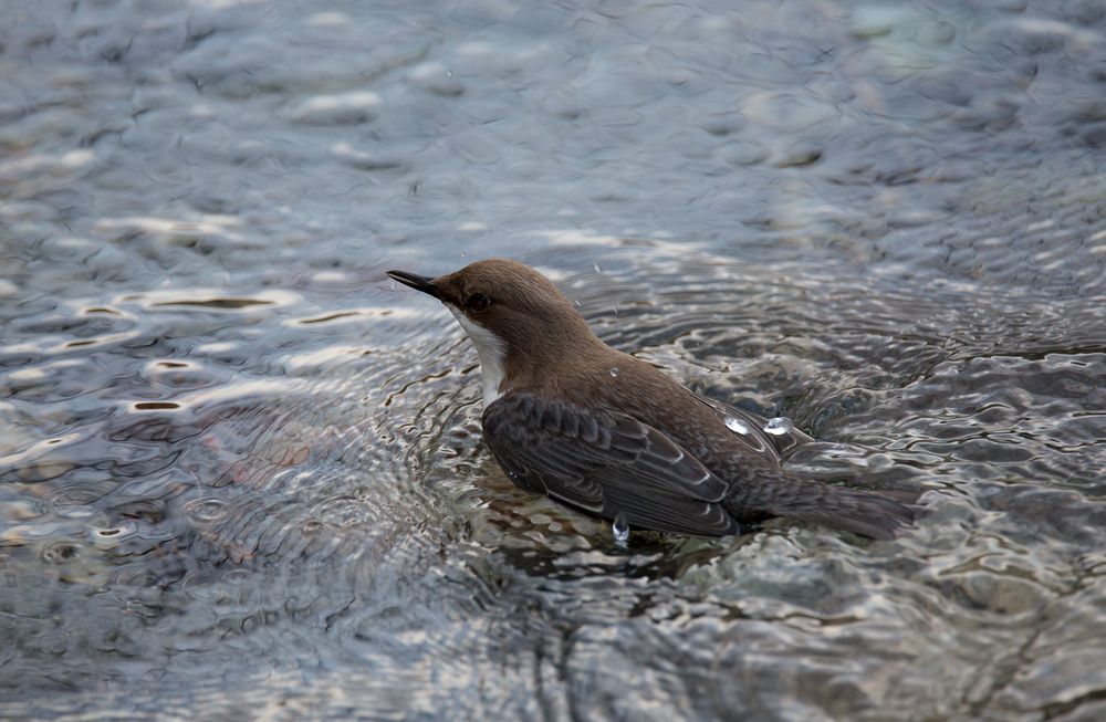 Wasseramsel in ihrem Element