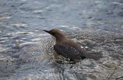 Wasseramsel in ihrem Element