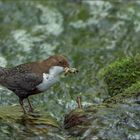 wasseramsel in ihrem habitat