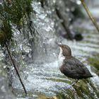 Wasseramsel in ihrem Habitat auf Nahrungssuche