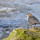 Wasseramsel in ihrem Lebensraum