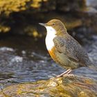 Wasseramsel in ihrem natürlichen Lebensraum #6