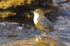 Wasseramsel in ihrem natürlichen Lebensraum #6