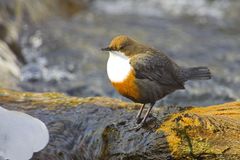 Wasseramsel in ihrem natürlichen Lebensraum