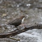 Wasseramsel in ihrem Revier