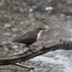 Wasseramsel in ihrem Revier