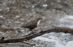 Wasseramsel in ihrem Revier