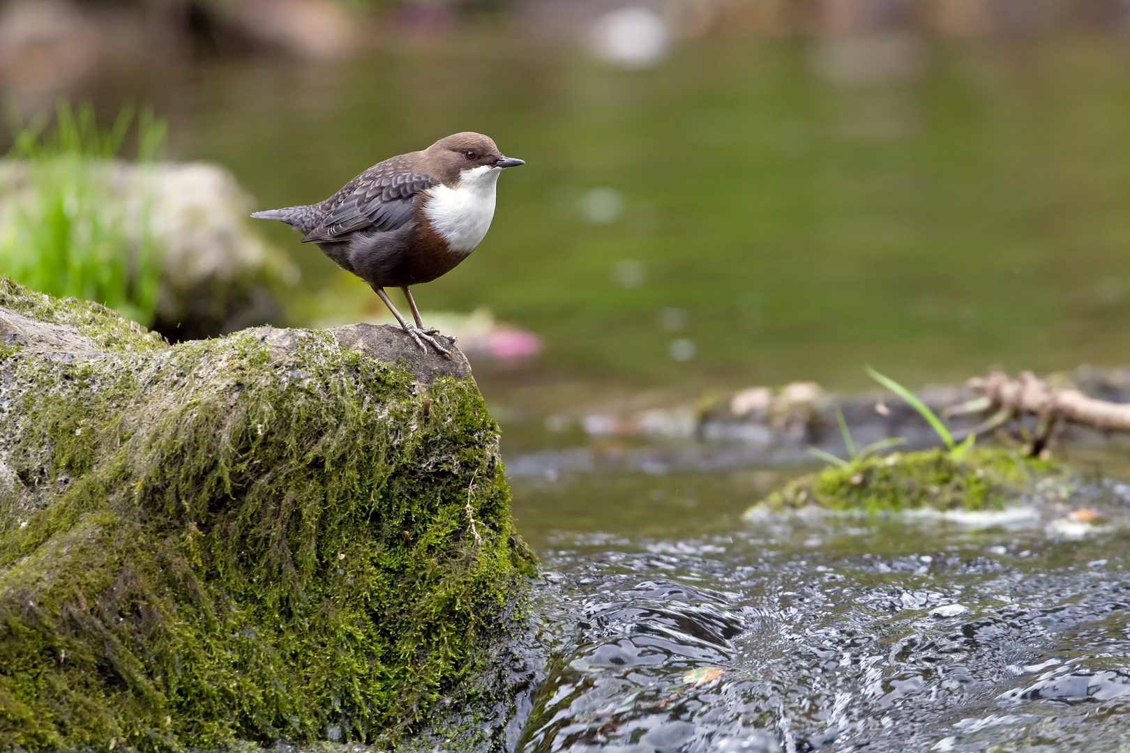 Wasseramsel in ihrem Revier