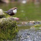 Wasseramsel in ihrem Revier