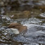 .. Wasseramsel ist aufgetaucht...