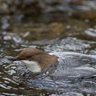 .. Wasseramsel ist aufgetaucht...