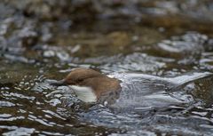 .. Wasseramsel ist aufgetaucht...