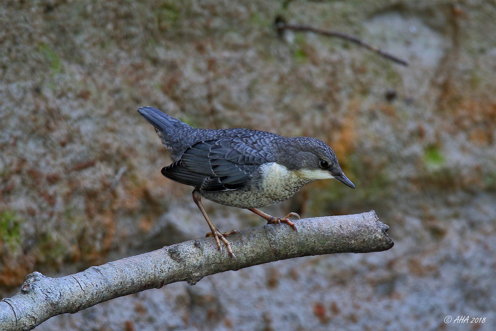 Wasseramsel jr.