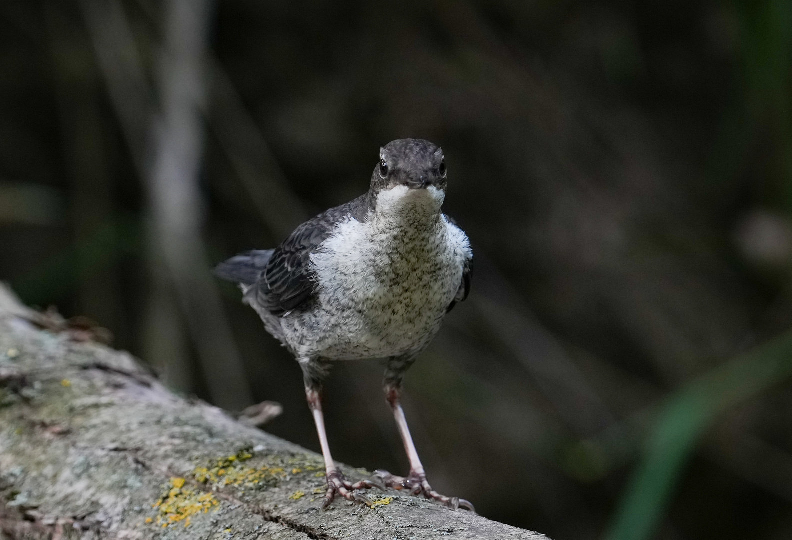 Wasseramsel jung