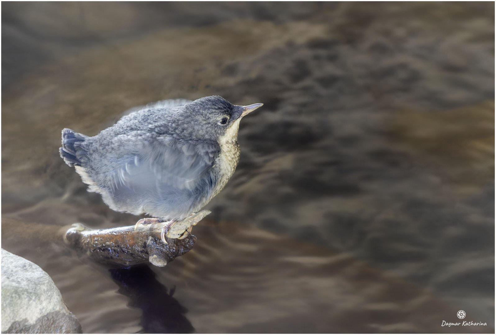 Wasseramsel Jungvogel