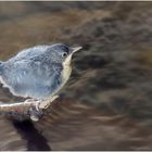 Wasseramsel Jungvogel