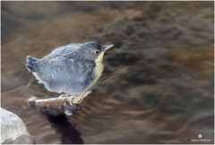 Wasseramsel Jungvogel