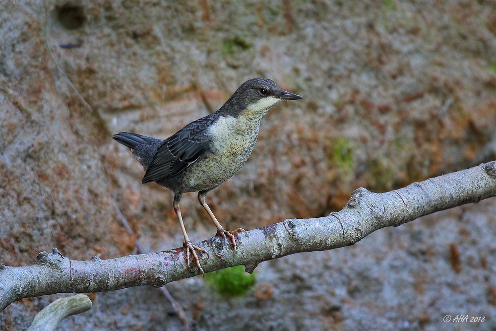 Wasseramsel - Jungvogel