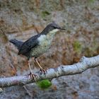 Wasseramsel - Jungvogel