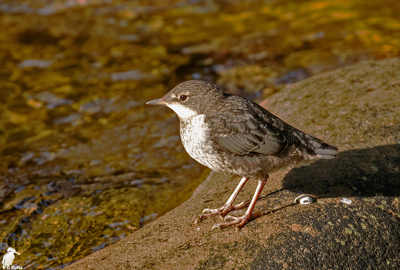 Wasseramsel - Jungvogel