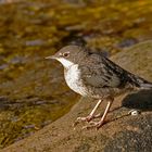 Wasseramsel - Jungvogel