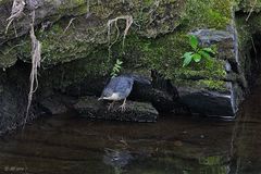 Wasseramsel Junior