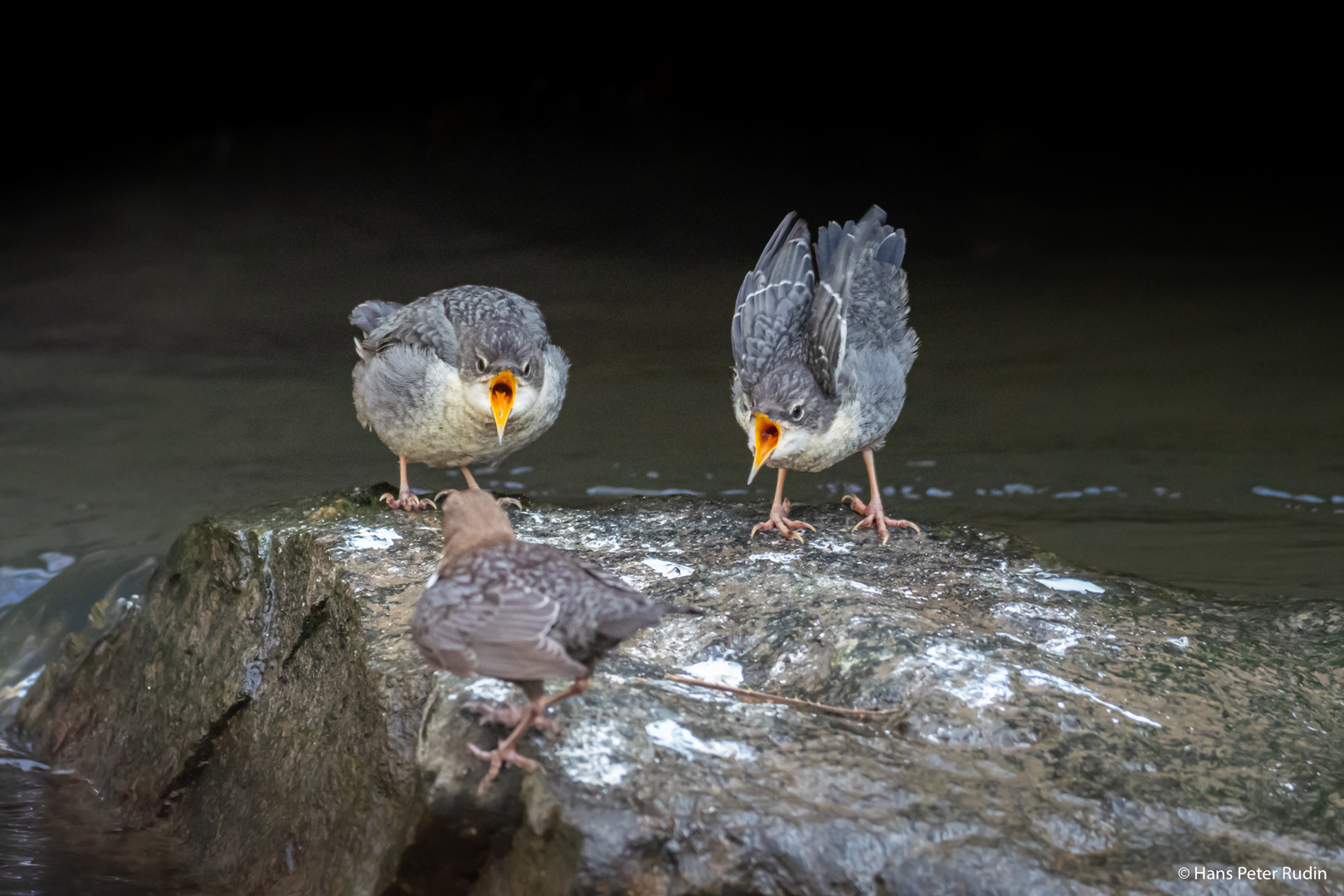 Wasseramsel – Kommt das Futter?