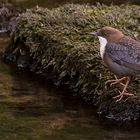 Wasseramsel - leider in schlechter Bildqualität