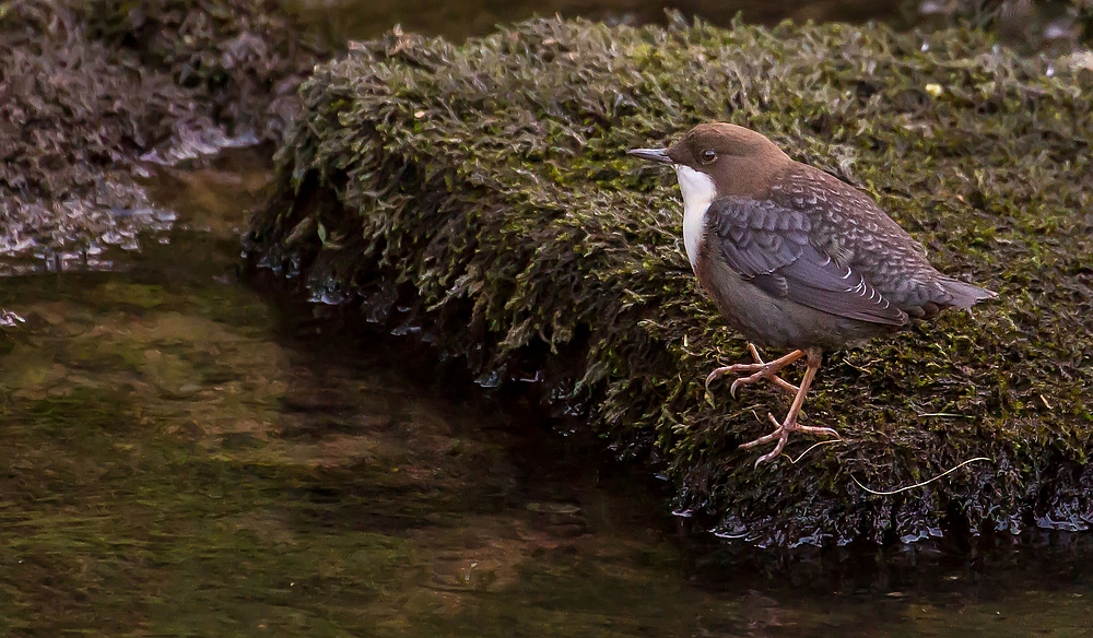 Wasseramsel - leider in schlechter Bildqualität