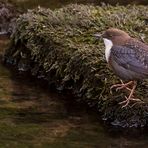 Wasseramsel - leider in schlechter Bildqualität