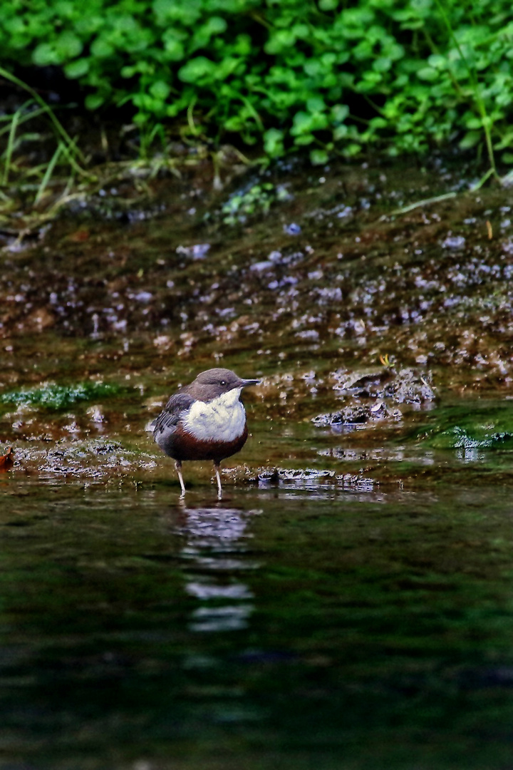 Wasseramsel, leider nur Doku (ISO 3200)