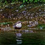 Wasseramsel, leider nur Doku (ISO 3200)