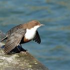 Wasseramsel lockt zur Paarung