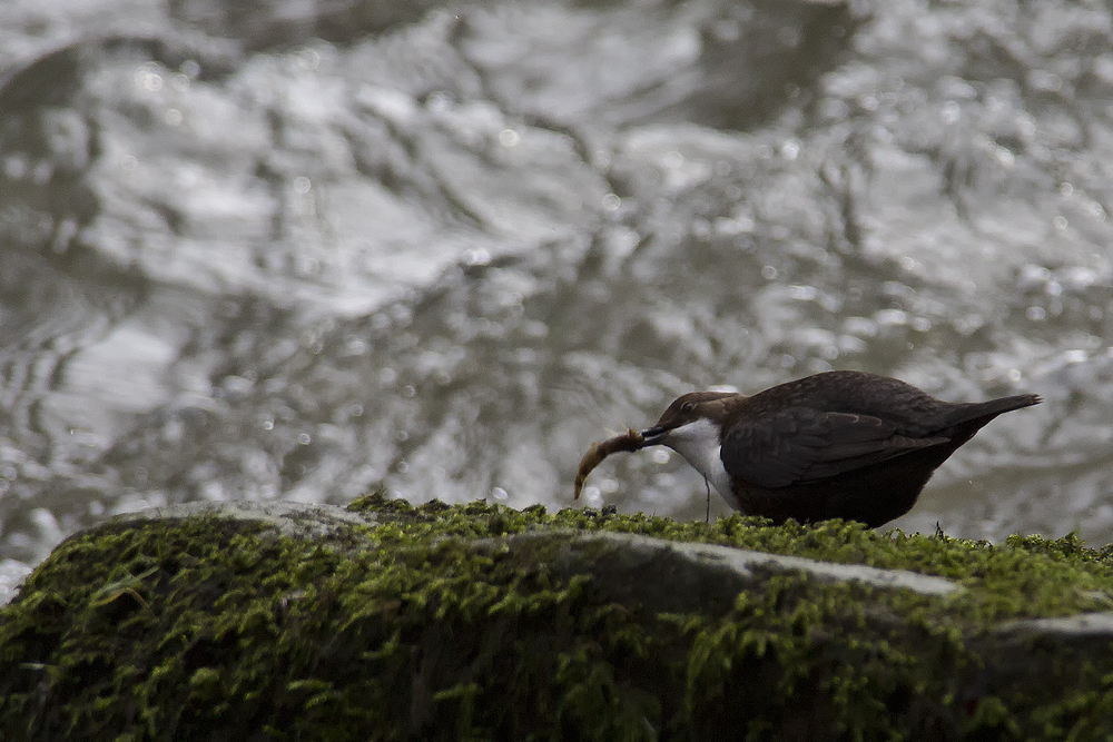 Wasseramsel - Mahlzeit 1